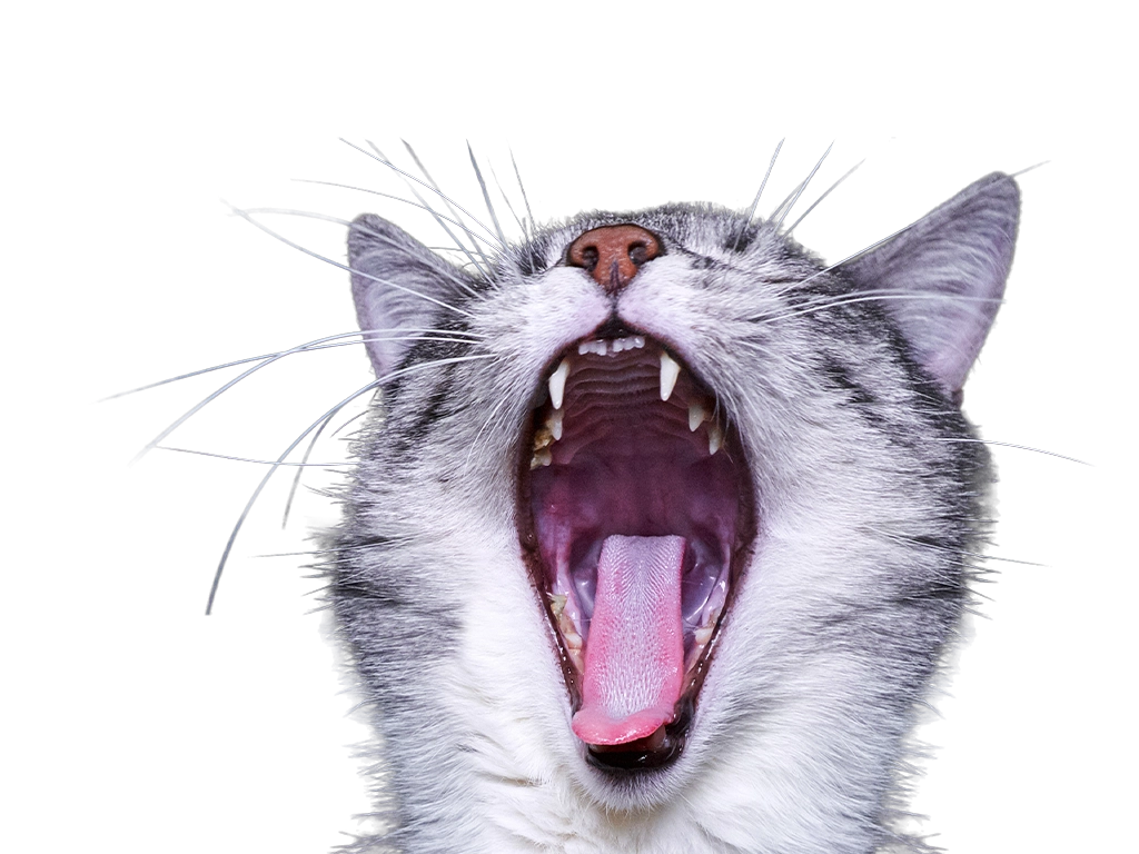 close up photo of a gray striped cat yawning showing teeth_LG