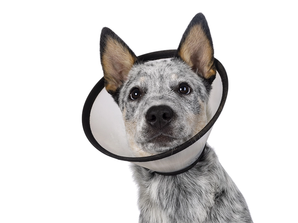 cute cattle dog puppy wearing medical cone after a surgery_LG