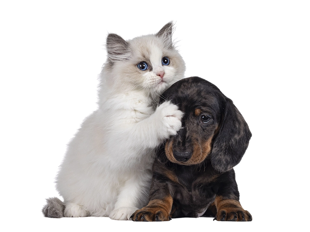 cute ragdoll kitten and dachshund puppy playing_LG