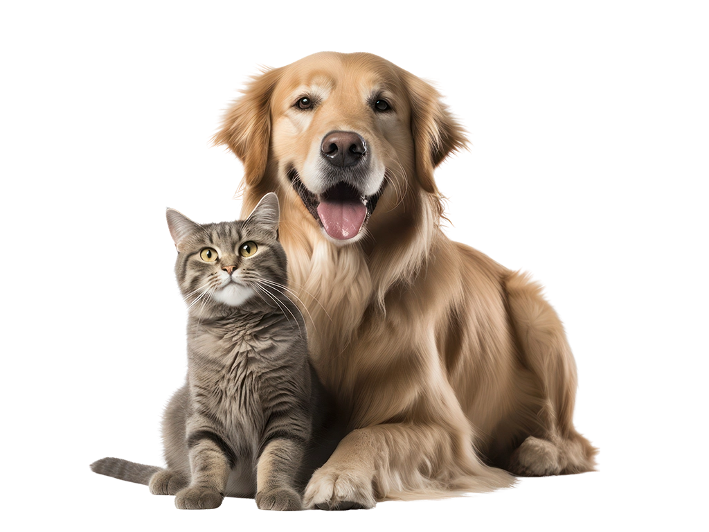 golden retriever dog and striped gray cat sitting together_LG