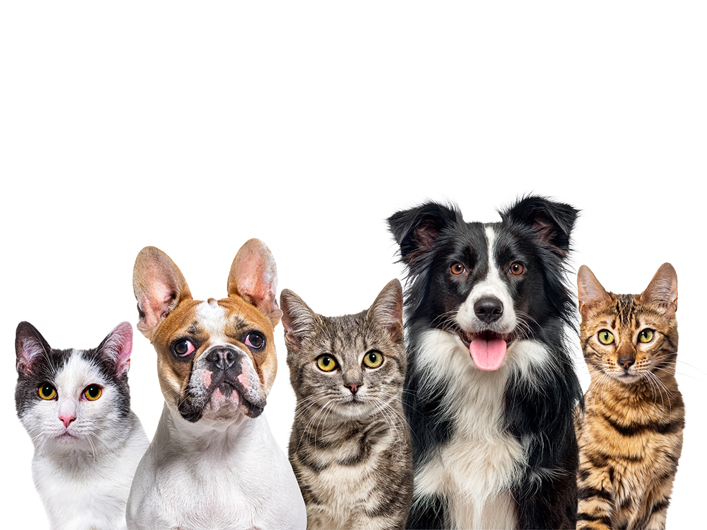 group of cats and dogs looking at camera_LG