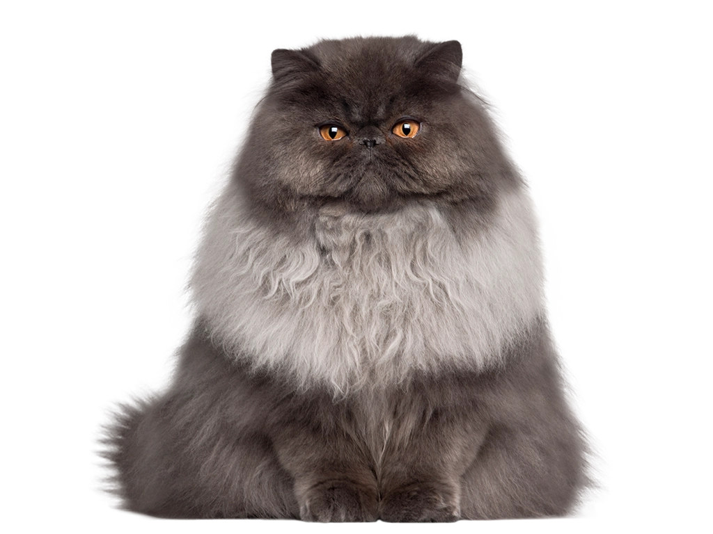 overwieght gray persian cat looking at camera_LG