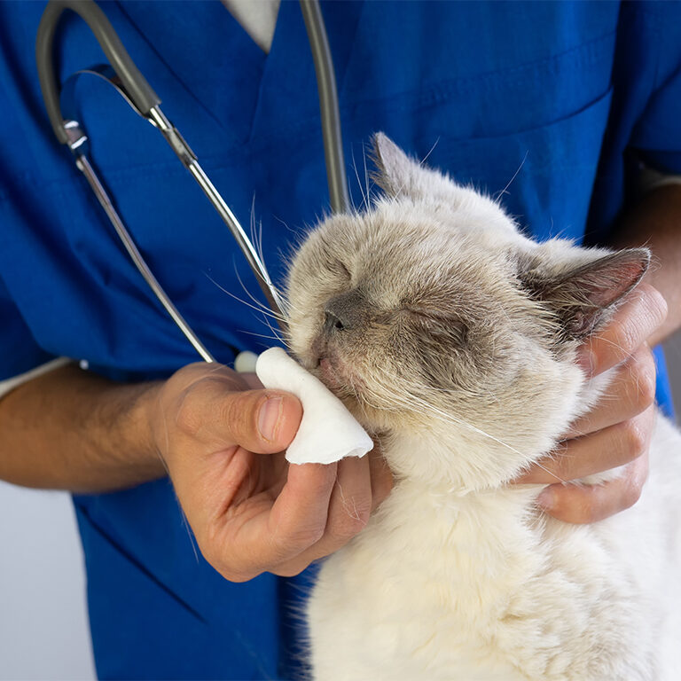 Veterinarian wipe the nose with a cotton pad. Treatment of nose infection snuffle and rheum domestic cat in a veterinary clinic.